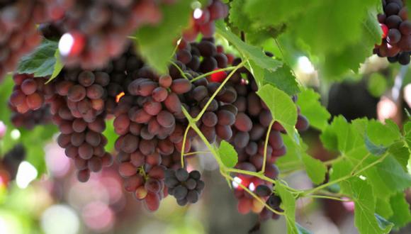 El comercio de uvas es uno de los pilares de la exportación no tradicional hacia los Estados Unidos.