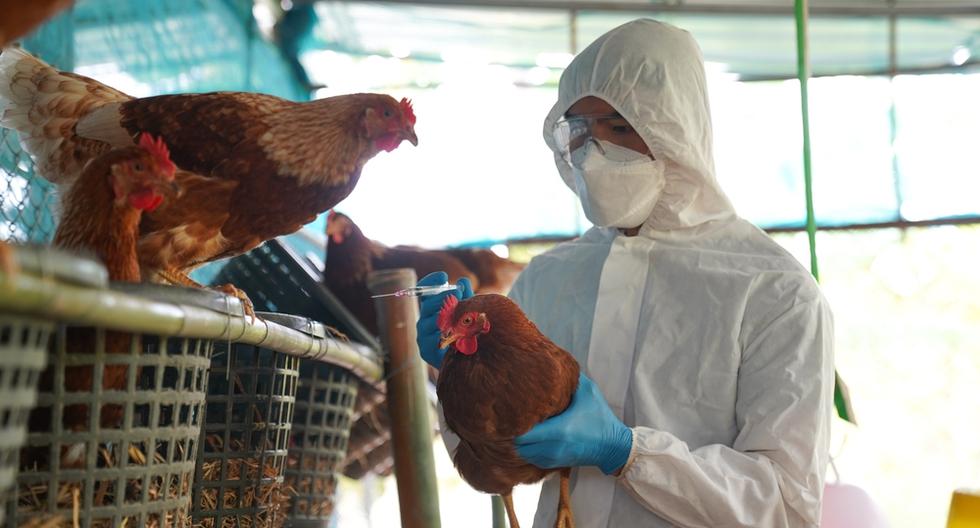Sénasa |  grippe aviaire |  poulets |  vaccin |  Grippe aviaire : Senasa donne son feu vert aux procédures de vaccination des oiseaux |  ÉCONOMIE