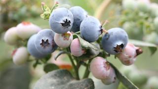 Uvas y arándanos desplazan las áreas de cultivos destinadas para el espárrago