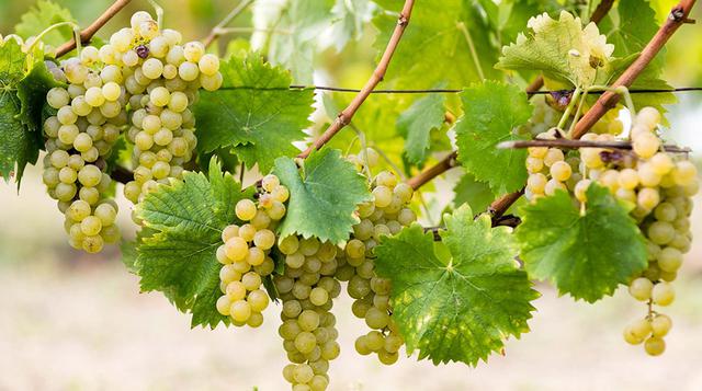 3. Uva. En el año 2016, la producción de uva alcanzo 690,000 toneladas, superior en 15.37% a la obtenida en el 2015 que fue 600,000 toneladas. Destacó Piura (52.45%), La Libertad (5.25%), Arequipa (12.75%) y Moquegua (26.66%), que en conjunto aportan a la