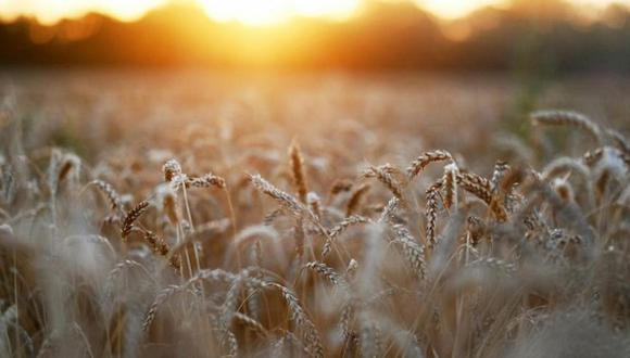 El precio del trigo batió un récord el lunes alcanzando 438.25 euros por tonelada en el mercado europeo para entrega anticipada. Thomson Reuters 2022