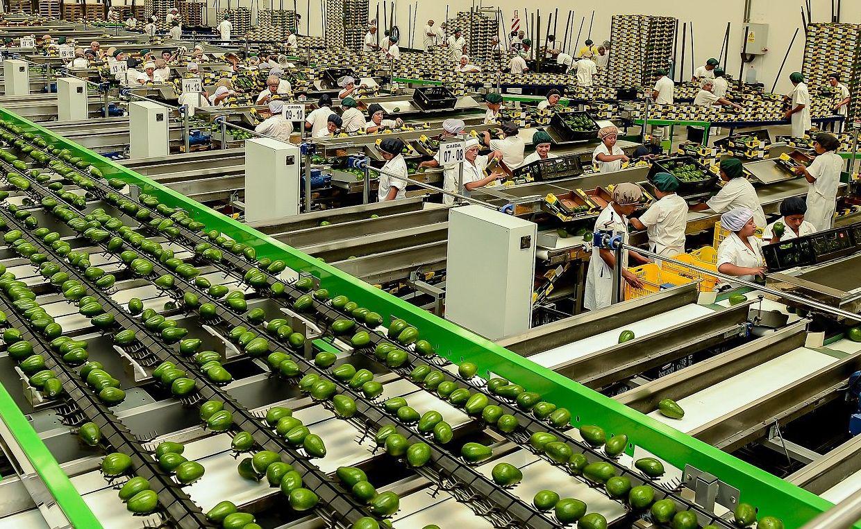 Las exportaciones de Palta de Colombia pasaron de US$4 millones a US$62 millones entre 2014 y 2018. (Foto: Difusión)