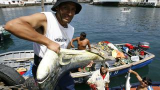 Veda de perico: Hoy vence plazo para que plantas pesqueras soliciten verificación de inventarios