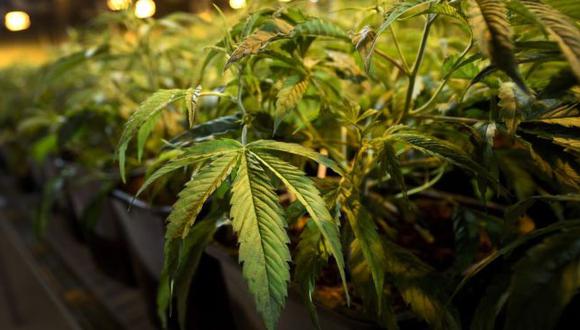 El problema es la gran expansión del mercado de cannabis en el condado en los últimos dos años, gracias en parte a regulaciones flexibles que abrieron la puerta a una avalancha de productores interesados en sacar provecho de esta lucrativa cosecha.
