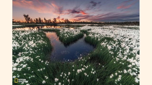 El sol se pone en el bosque en Novy Urengoy, Rusia.