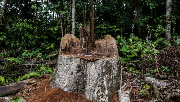 En los acuerdos, generalmente un 70% de las ganancias por la explotación de los bosques comunales se la llevan los terceros y solo un 30% queda para las comunidades, según los investigadores. (Foto: Difusión)