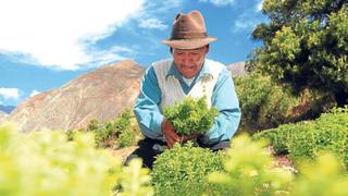 Campesinas peruanas perdieron cosechas y cadenas de producción por COVID-19