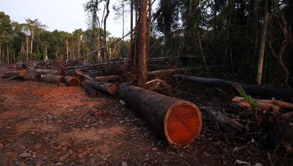 Los exportadores peruanos que suministraron la madera ilegal para Global Plywood fueron Inversiones La Oroza SRL e Inversiones WCA EIRL, las cuales han sido prohibidas de importar a Estados Unidos desde el 2017 y 2019 respectivamente. (Foto referencial: GEC)