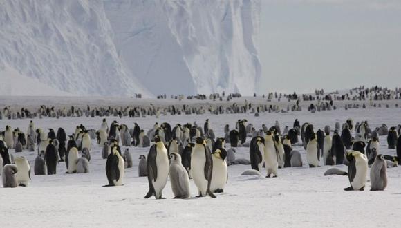 Los pingüinos emperador necesitan hielo marino estable y firmemente adherido a la costa para reproducirse y criar a sus polluelos de abril a enero.