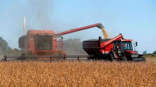 ¿Soja o maíz? Productores argentinos evalúan precios y clima seco antes de la siembra 