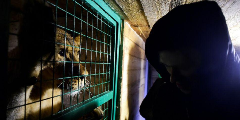 Los animales ocupan extensas jaulas o aviarios agrupados en torno a un gran edificio de madera en el que se halla la enfermería. (Foto: AFP)