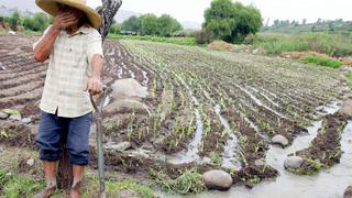 Minagri: Sector agropecuario crecería 4% al cierre del 2018 por mejores perspectivas