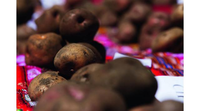 En el Parque existen plantas nativas alimenticias y medicinales nativas que aún no se le han dado la importancia debida, como papas, ollucos, oca y otras especies que contienen en sus genes patrones de valor genético y alimenticio. (Foto: Wust Ediciones/ 