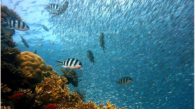 La Migración de Las Sardinas, cada año, de mayo a julio, frente a la costa de África del Sur, millones de sardinas forman grandes bancos y comienzan su migración hacia el norte, para encontrar el lugar donde se reproducirán. Un verdadero periplo en masa p