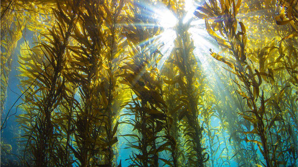 Amazon unveils its first seaweed farm against climate change