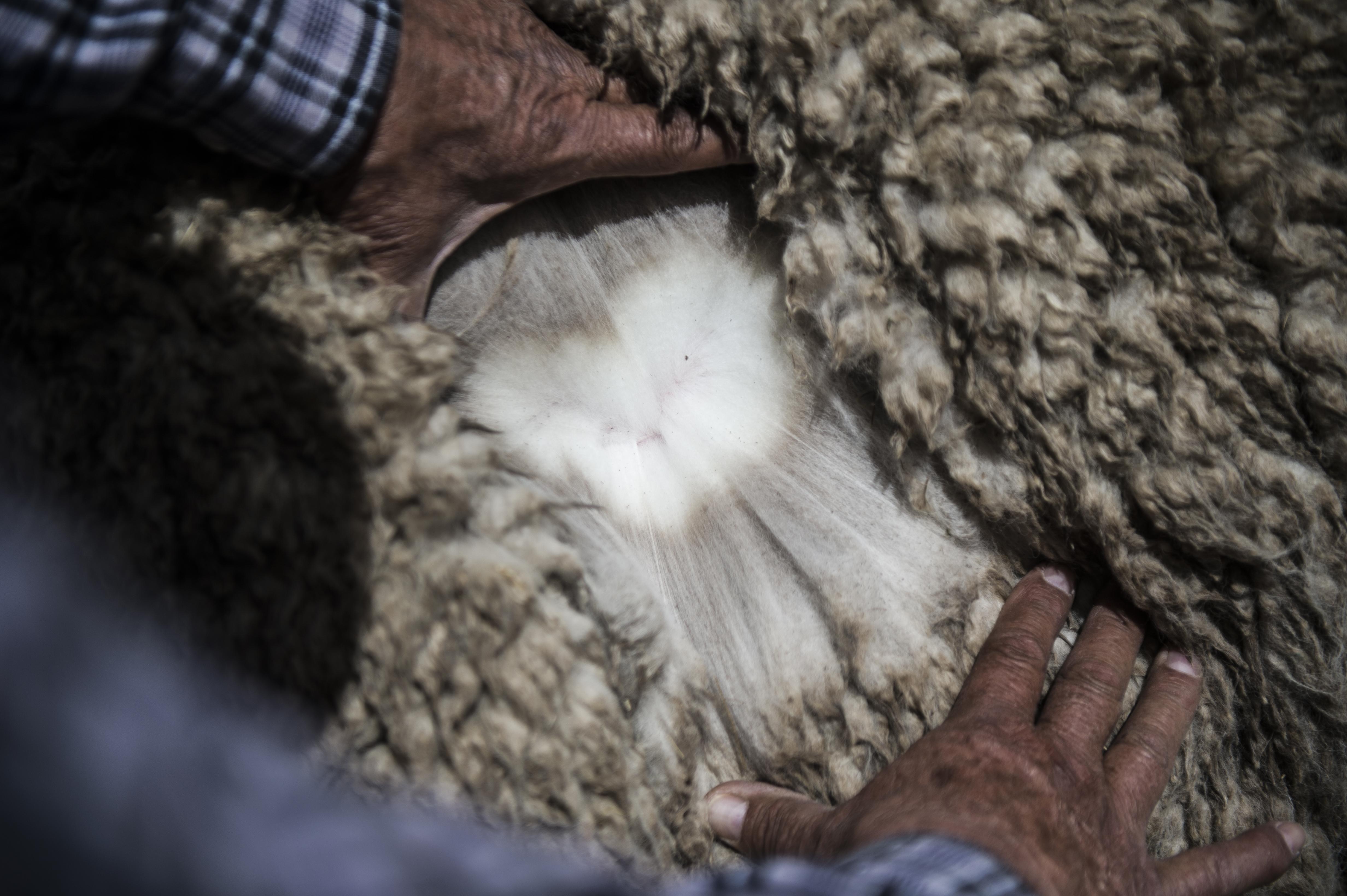 Produce busca que mypes peruanas exporten prendas de vestir de alpaca más sofisticadas. (Foto: difusión)