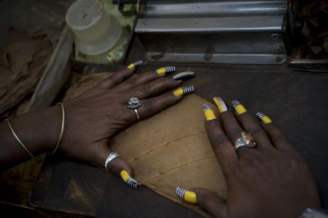 Una trabajadora con las uñas pintadas con colores alusivos al cigarro Cohiba alista hojas de tabaco para hacer cigarros en la fábrica El Laguito, mientras en La Habana, Cuba, se festeja el Festival del Habano, el 21 de febrero del 2019. (AP Foto/Ramón Espinosa)