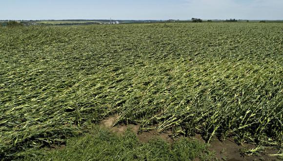 El maíz derribado a menudo sufre daños en el rendimiento y puede ser una pesadilla cosecharlo con maquinaria que no puede moverse normalmente por los campos.