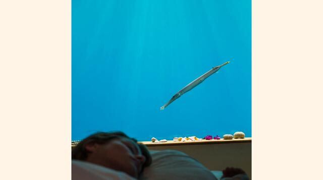 Por la noche, las luces que iluminan cada ventana atraen a las especies más tímidas, como los calamares. (Foto: Zillamag)