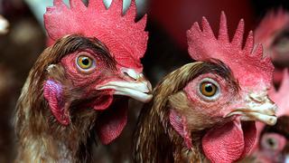 Ecuador declara emergencia sanitaria por 90 días ante presencia de influenza aviar