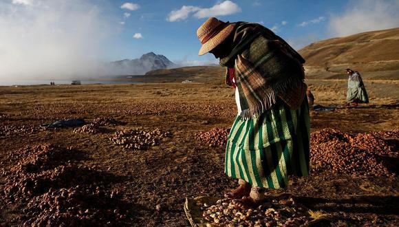Para exprimir el agua los nativos pisotean la papa congelada con los pies desnudos. Así logran deshidratar el tubérculo que los antiguos pueblos andinos comenzaron a cultivar hace 5,000 años.