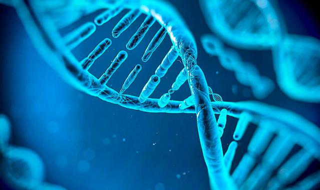 FOTO 9 | Videncia genética. Los estudios genéticos a gran escala están ayudando a los científicos a predecir enfermedades comunes y rasgos humanos. Los científicos pueden utilizar el genoma de una persona para predecir qué probabilidades tiene de sufrir una enfermedad determinada. Las predicciones basadas en el ADN podrían convertirse en el próximo gran avance de la salud pública, pero incrementarán los riesgos de discriminación genética.

La ciencia capaz de ofrecer esta información ha llegado repentinamente, gracias a estudios genéticos masivos, algunos de los cuales involucran a más de un millón de personas. Gracias a estos, los científicos están creando lo que ellos llaman "puntuación de riesgo poligénica”. El problema es que las predicciones están lejos de ser perfectas. Las puntuaciones de riesgo poligénicas también generan polémica porque pueden predecir rasgos como el cociente intelectual.
