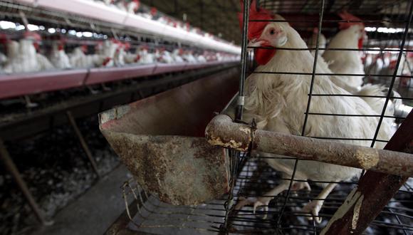 Editorial de Gestión. La expansión de la gripe aviar implica nuevos riesgos para nuestra ya debilitada economía. El Ejecutivo debe hacer lo posible por reducirlos. (Foto: Ulises Ruiz Basurto)