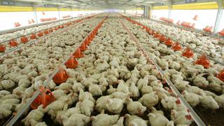 Norte chico será piloto para la exportación de pollo a EE.UU.