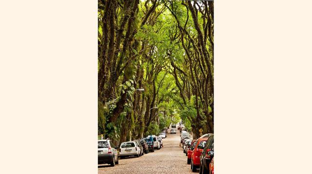 Calle Goncalo de Carvalho, en Porto Alegre; A menudo votada la calle más bonita en el mundo, Gonçalo de Carvalho, en Porto Alegre, Brasil, parece un pedazo de selva en medio de la ciudad. Un ecosistema protegido, que parece constituir un túnel de vegetaci