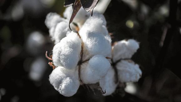 Oferta insuficiente. En Perú se producen cada año 1,500 toneladas de algodón pima y otras variedades. (Foto: Bloomberg)