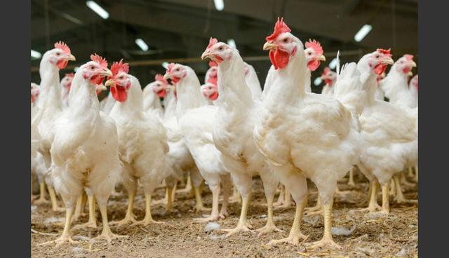 FOTO 2 |  Este año se proyecta que la crianza de pollo se habrá incrementado en 8%.