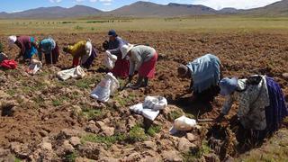 Cultivos de agroexportación en costa peruana afectados por la sequía