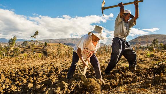 La ayuda económica será para agricultores que siembran uno de los 40 cultivos establecidos en dicha norma. (Foto: Midagri)