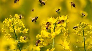 FAO pide proteger a abejas por ser “vitales” para futuro de los ecosistemas