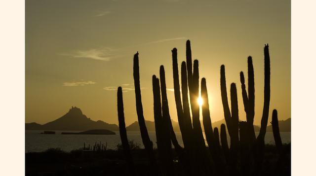 FOTO 6 | El Desierto de Altar es de una grandeza y una belleza maravillosa. Basta una pequeña lluvia para que el paisaje cambie totalmente, transformándose en un desierto florido.