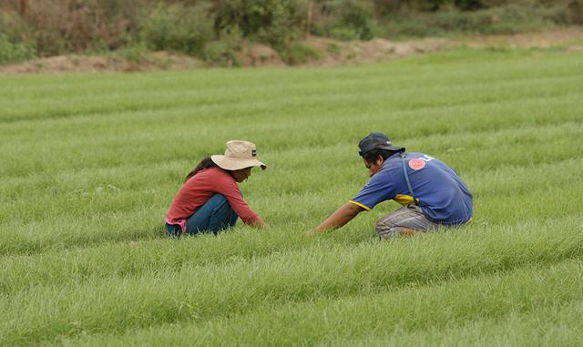 Según el calendario de siempre y cosecha del Minagri, el arroz se siembra todo el años, pero la mayor concentración de siembras se da entre los meses de agosto y marzo, donde se acumula cerca del 80% de área sembrada de la campaña agrícola.