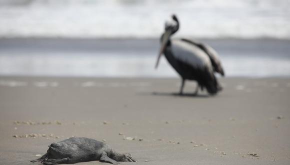Aparecen aves muertas por gripe aviar en playa San Pedro. Fotos: Lenin Tadeo / GEC.