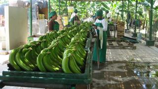 Perú podría convertirse en el principal proveedor de banano orgánico de EE.UU.