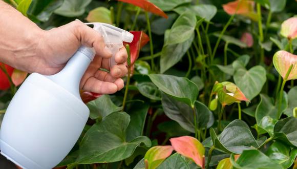 Una persona echando presuntamente insecticida a sus plantas. | Imagen referencial: Freepik