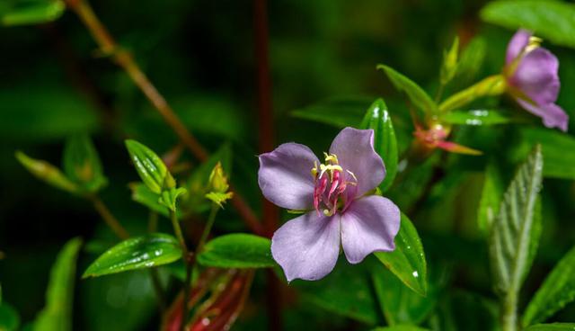 FOTO 7| 20 especies de flora amenazadas serán protegidas en el ACR Vista Alegre Omia. (Foto: Michell León/APECO.).