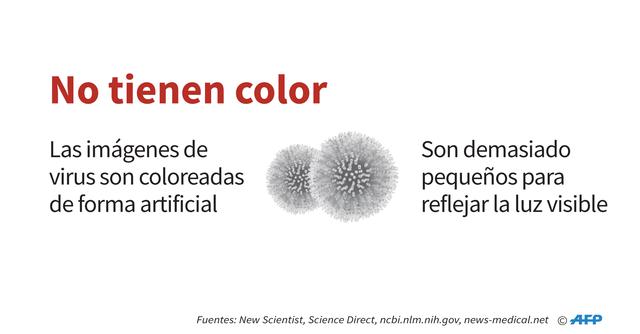 FOTO 3 | No tienen color. Las imágenes de
virus son coloreadas de forma artificial. Son demasiado
pequeños para reflejar la luz visible.