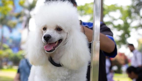 Municipalidad de Lima creará programa de veterinarias solidarias para mascotas. (Foto: MML)