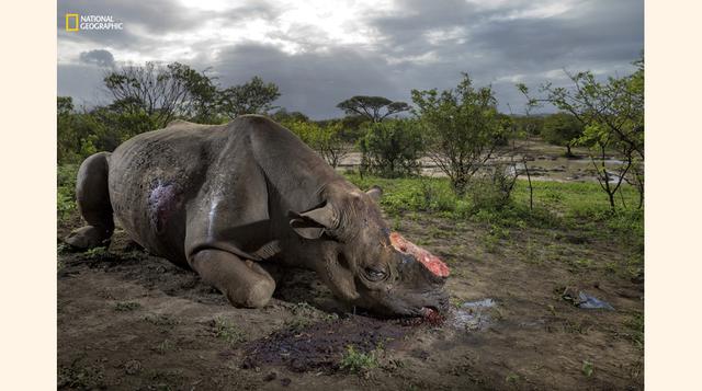La caza de cuernos de rinoceronte. (Foto: Brent Stirton / National Geographic)