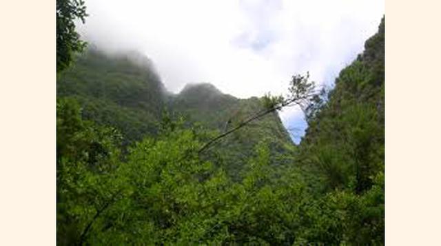 En Vietnam, con una inversión de US$ 1.1 millones en bosques de manglares se generó un ahorro de US$ 7.3 millones anuales porque no se necesitaron medidas de control de las inundaciones.