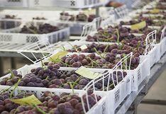 Agroexportación: La agenda 2020 para el ingreso a nuevos mercados