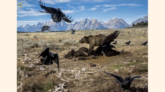 Oso alimentándose de bisonte. (Foto: Charlie Hamilton James / National Geographic)