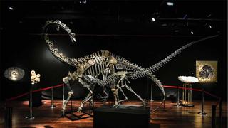 Estos esqueletos de dinosaurios fueron subastados por US$ 3.52  millones