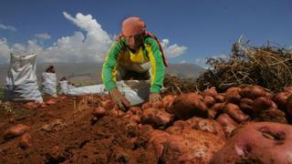 Cada peruano consume 64.6 kilos de papa al año, según el INEI