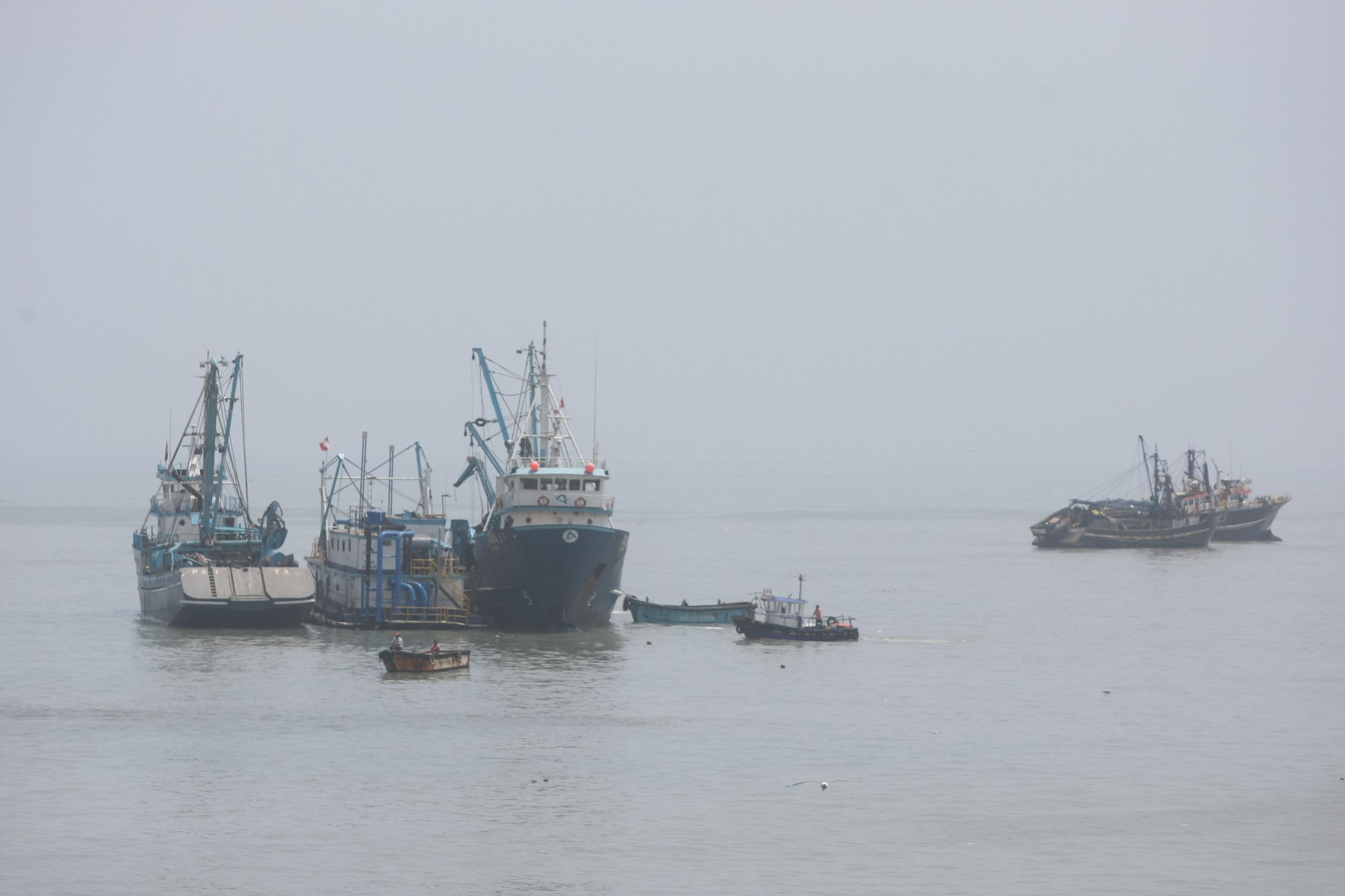 Hubo un incremento importante en las descargas de jurel (1042.2%), concha de abanico (777.3%), anchoveta (307.7%), pota (200%) y pejerrey (100%), según Produce. (Foto: GEC)