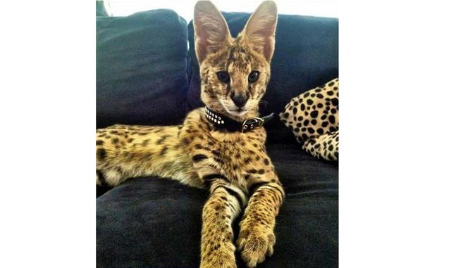Savannah. sta raza apareció gracias al cruce entre un serval africano y un gato doméstico. Son los gatos más grandes del mundo: el peso de un gato adulto en promedio es de 15 kg, mientras que su altura es de 60 cm. Los gatos Savannah son famosos por su al